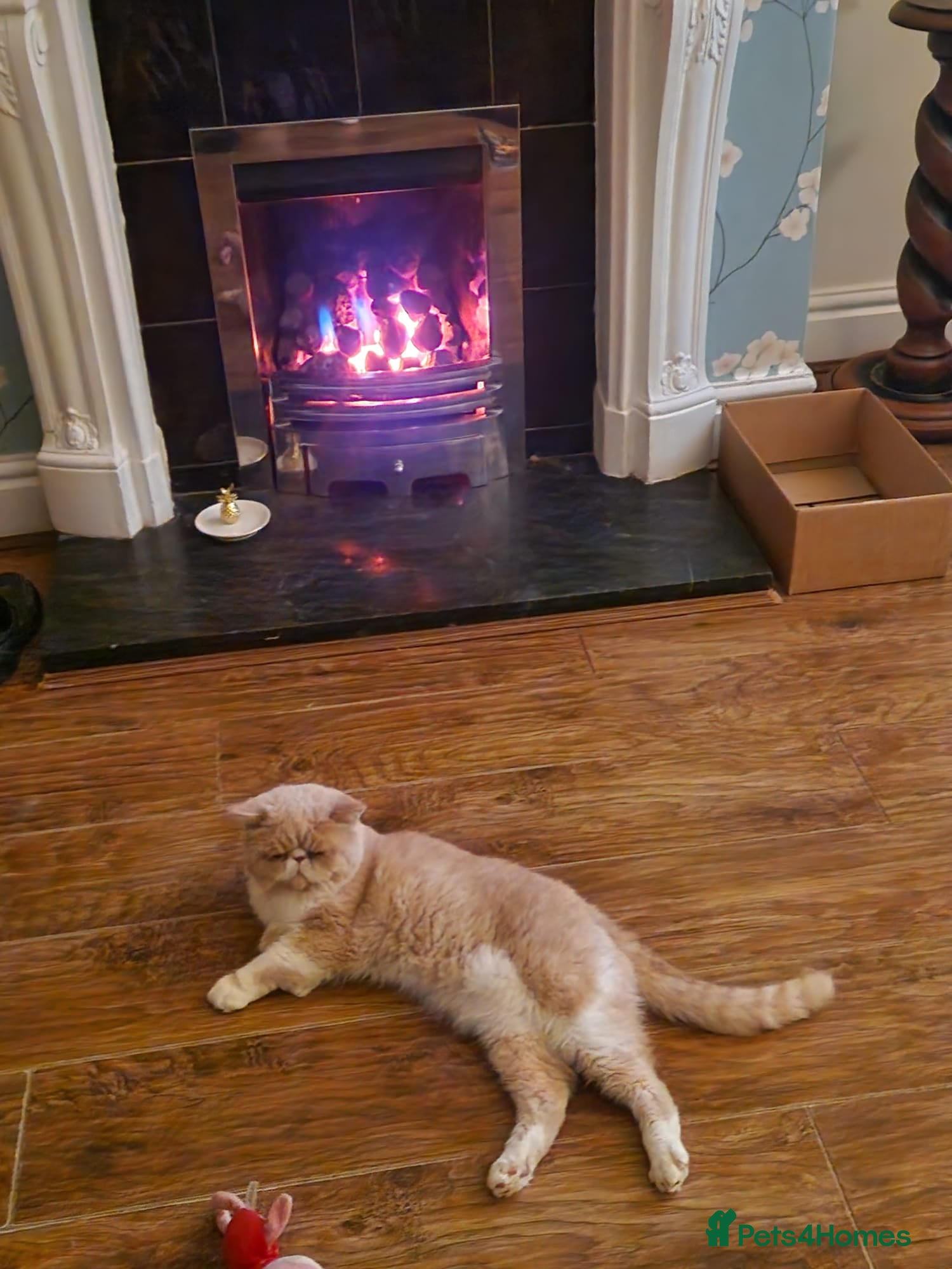 Exotic cats Exotic Male - Advert 1