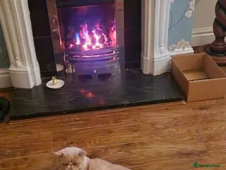 Exotic cats Exotic Male - Advert 1