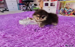 Pomeranian dogs for sale: Super tiny 2 Girls & a boy 💙💓 - Image 17