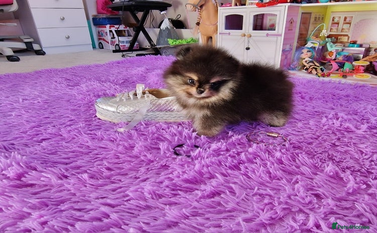 Pomeranian dogs - Advert 1