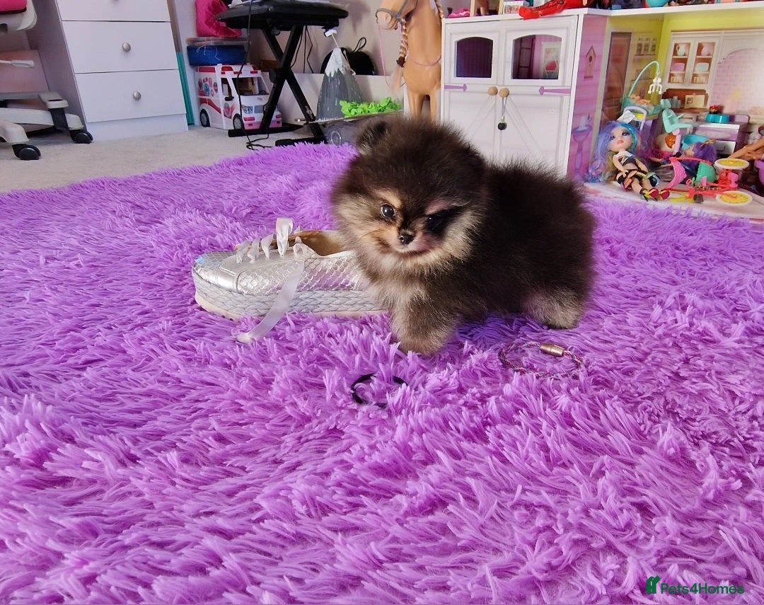 Pomeranian dogs for sale: Super tiny 2 Girls & a boy 💙💓 - Image 17