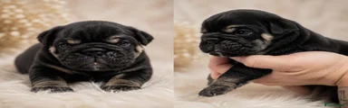 English Bulldog 2