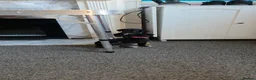 Mixed Breed dogs for sale: 3 boys left Gorgeous Staffador Puppies for Sale  - Advert 11
