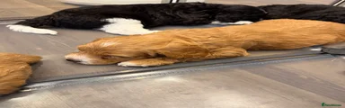 Australian Labradoodle 8