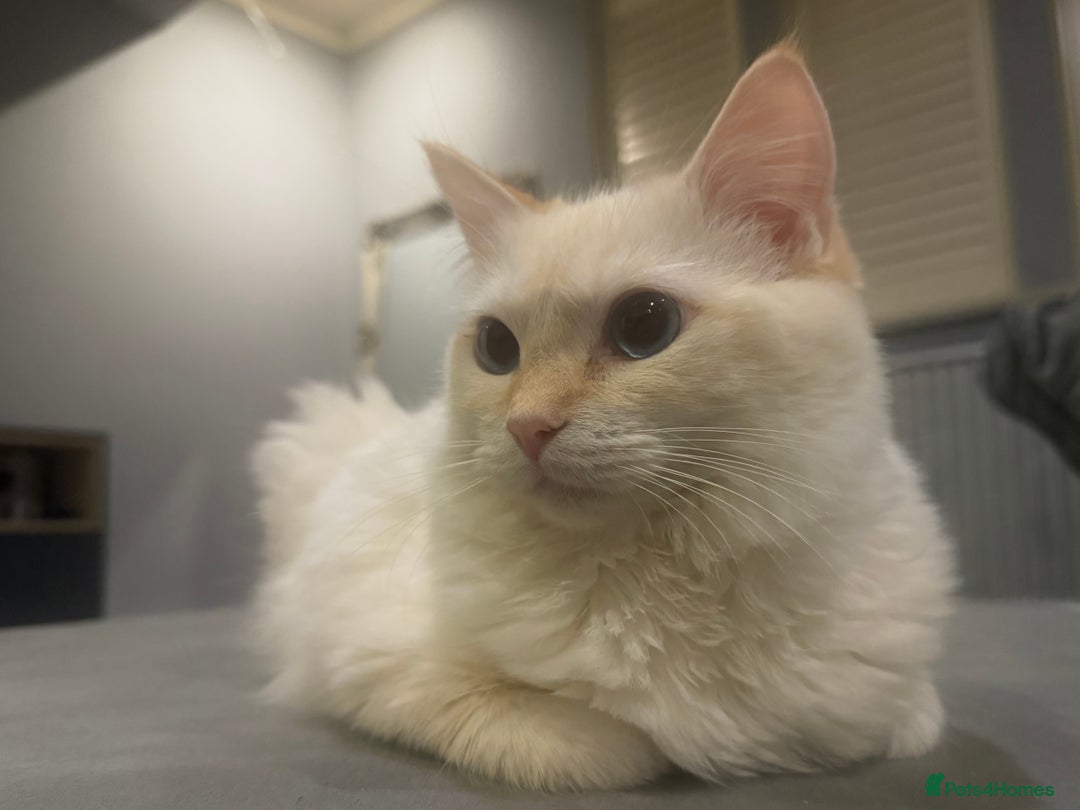 Ragdoll cats for sale: Beautiful 8 Month Old Ragdolls – Loving Homes Only - Image 6