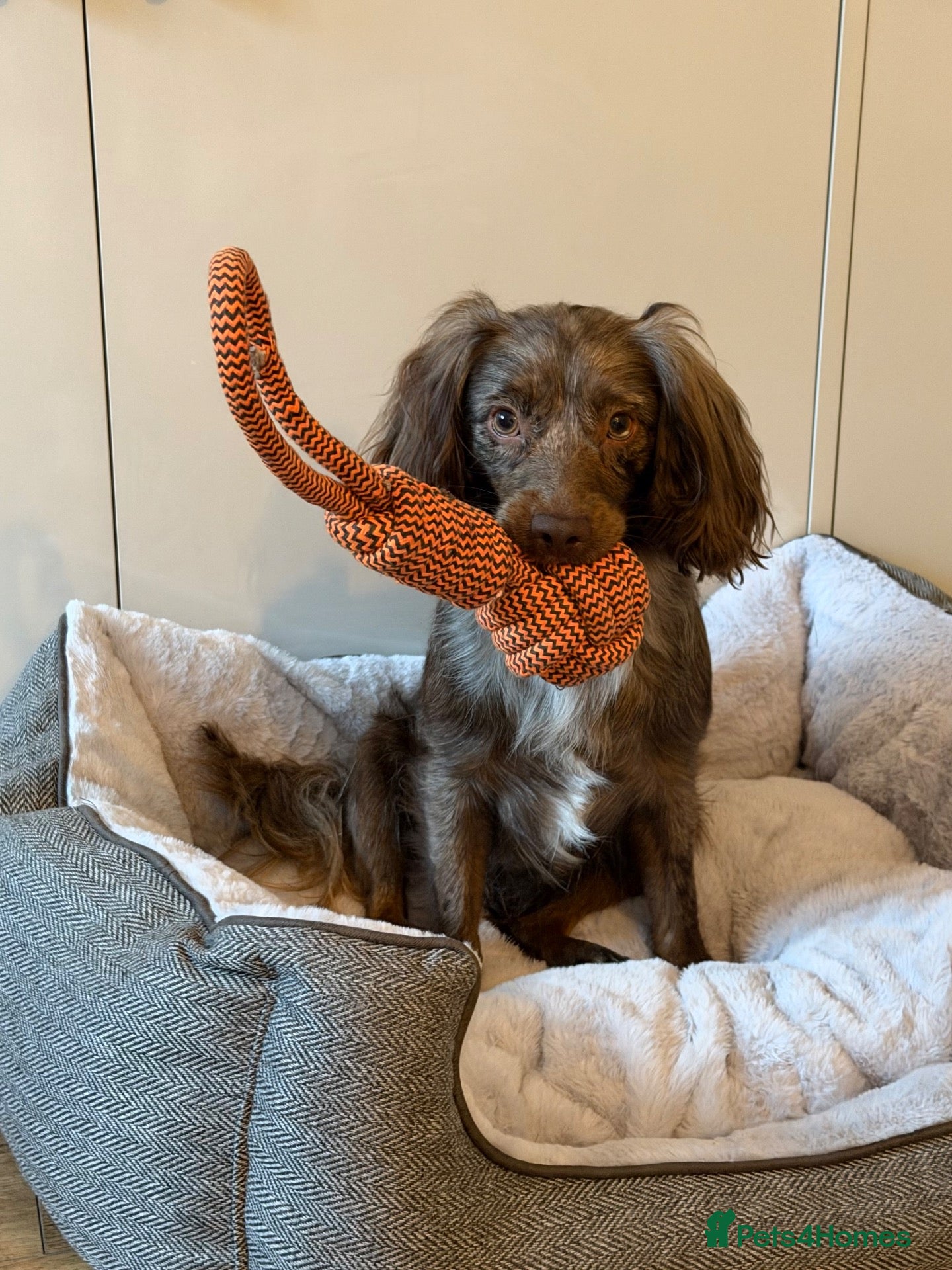 Cocker Spaniel dogs 2 year old Spaniel - Advert 1