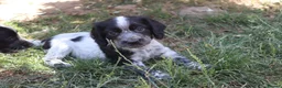 Cocker Spaniel dogs for sale: Working cockers  - Advert 23