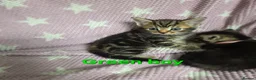 Mixed Breed cats for sale: Beautiful kittens looking for their forever homes  - Advert 22