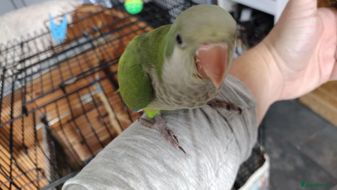 Parakeets birds for sale: Beautiful Hand Reared Quaker Parakeet - Advert 1