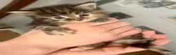 Ragcoon cats for sale: Beautiful Ragcoon kittens 🐱  - Advert 23
