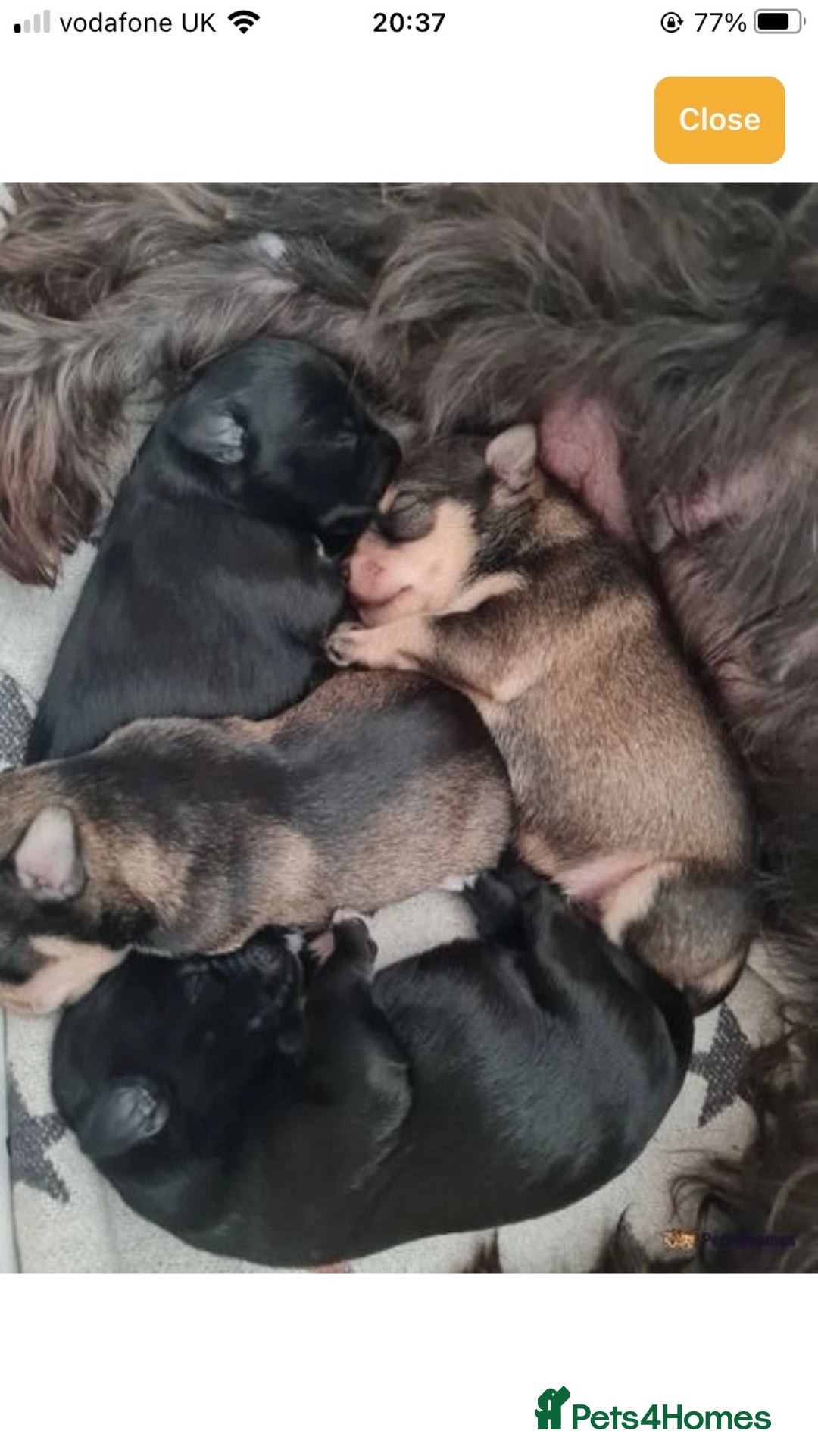 Miniature Schnauzer dogs for stud: KCChoc/White Miniature Schnauzer Stud MAC BVACLEAR in Coventry - Advert 31