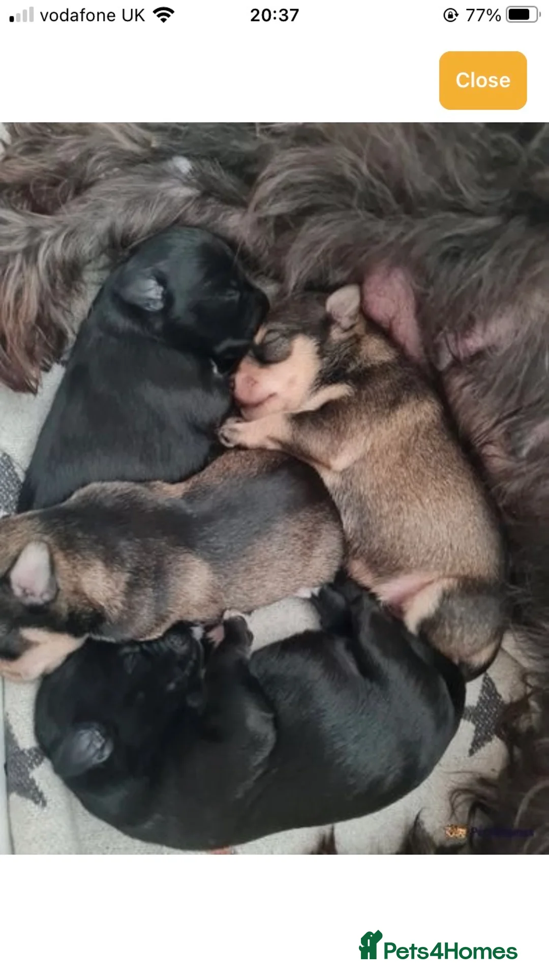 Miniature Schnauzer dogs for stud: KCChoc/White Miniature Schnauzer Stud MAC BVACLEAR in Coventry - Advert 31