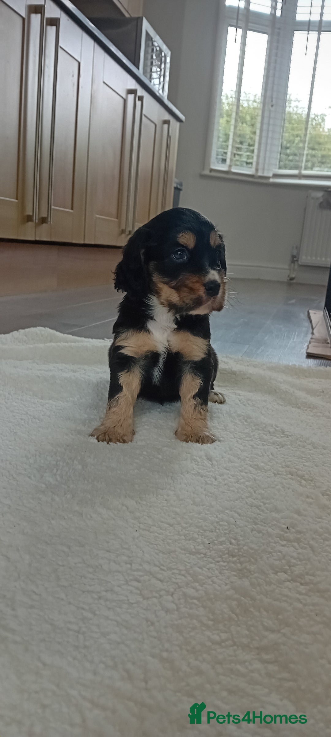 Cocker Spaniel dogs for sale: QUALITY COCKER SPANIAL PUPPIES VARIOUS COLOURS - Image 15