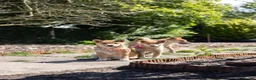Japanese Shiba Inu dogs for sale: Confidence Comes With Time outstanding shiba 🇯🇵 - Advert 6