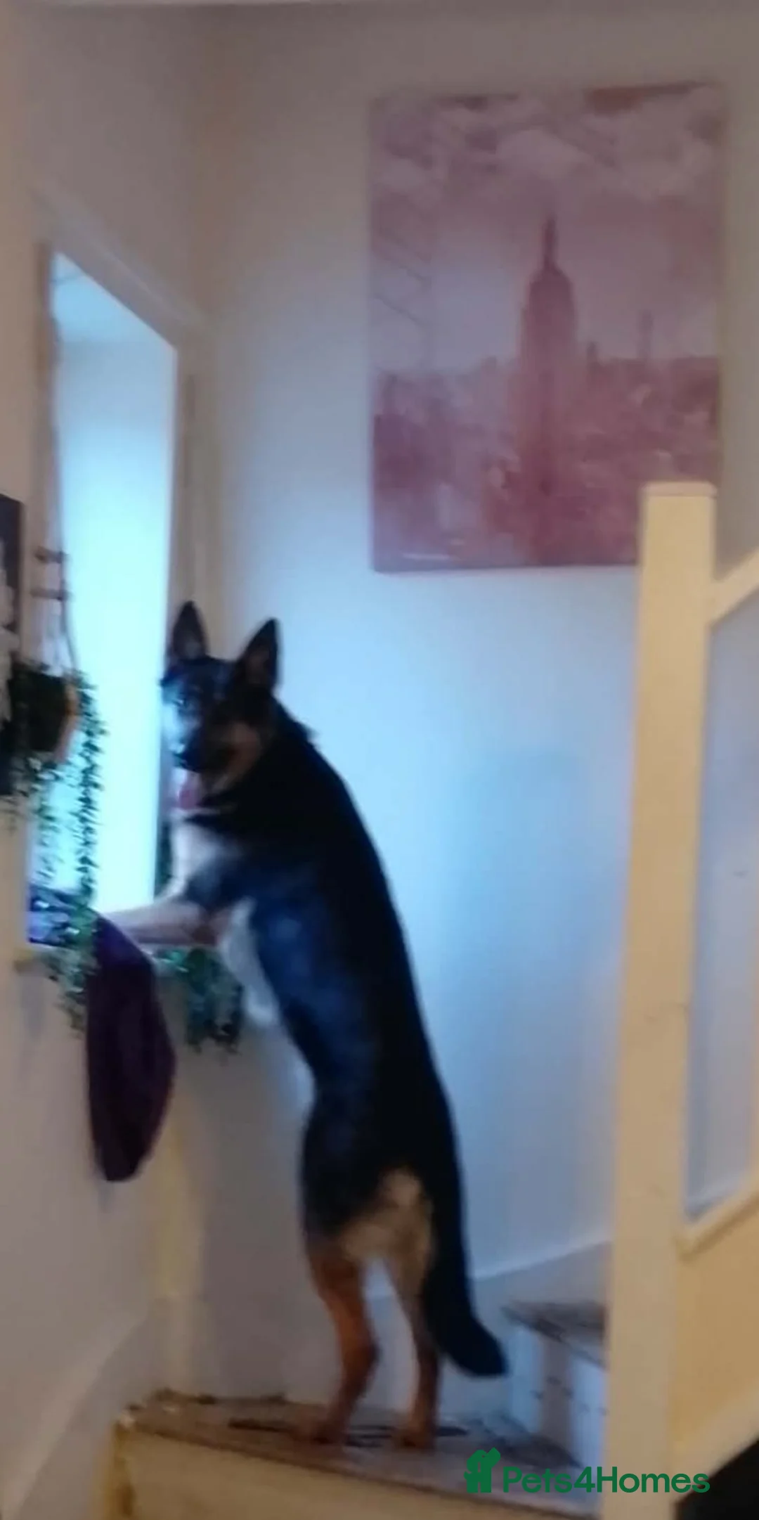 German Shepherd dogs for sale: Shadow  - Advert 3