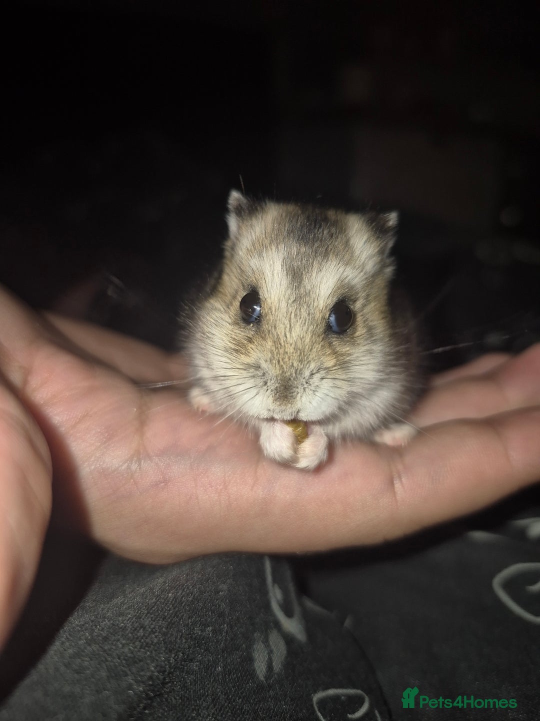 Hamster rodents for sale: Hamster for sale  - Advert 1