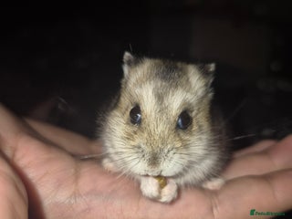 Hamster rodents Hamster for sale - Advert 1