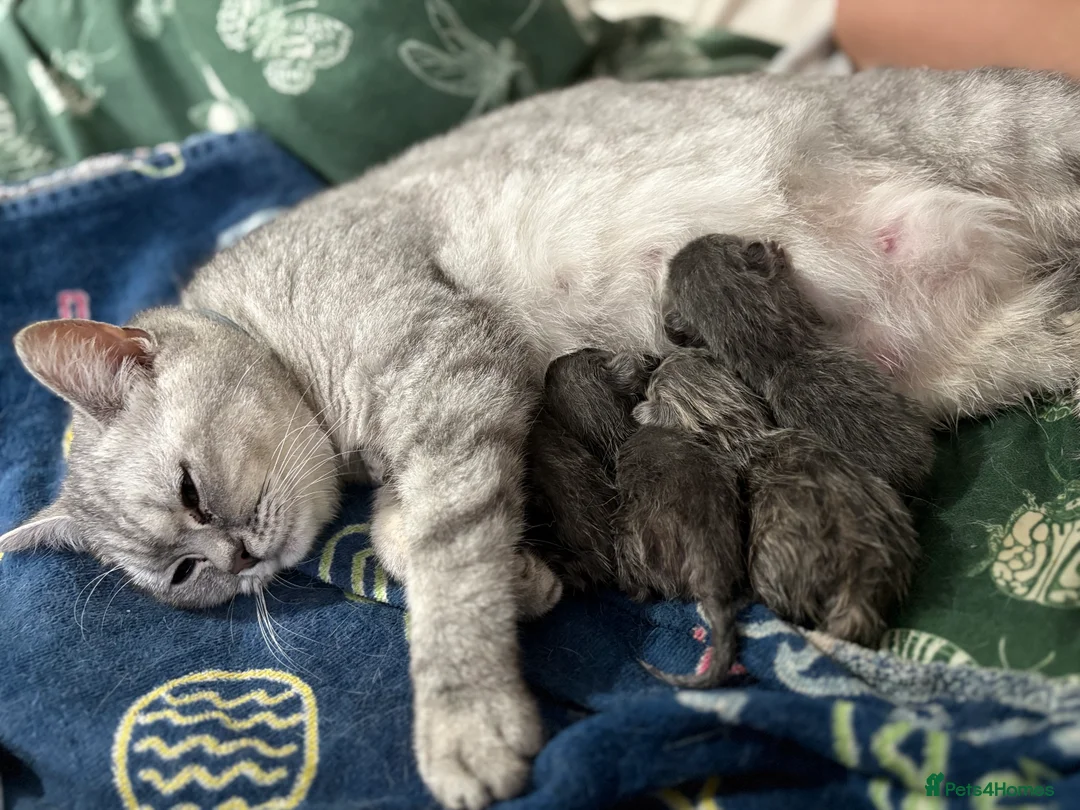 British Shorthair cats for sale: Active silver tabby british shorthair - Advert 4
