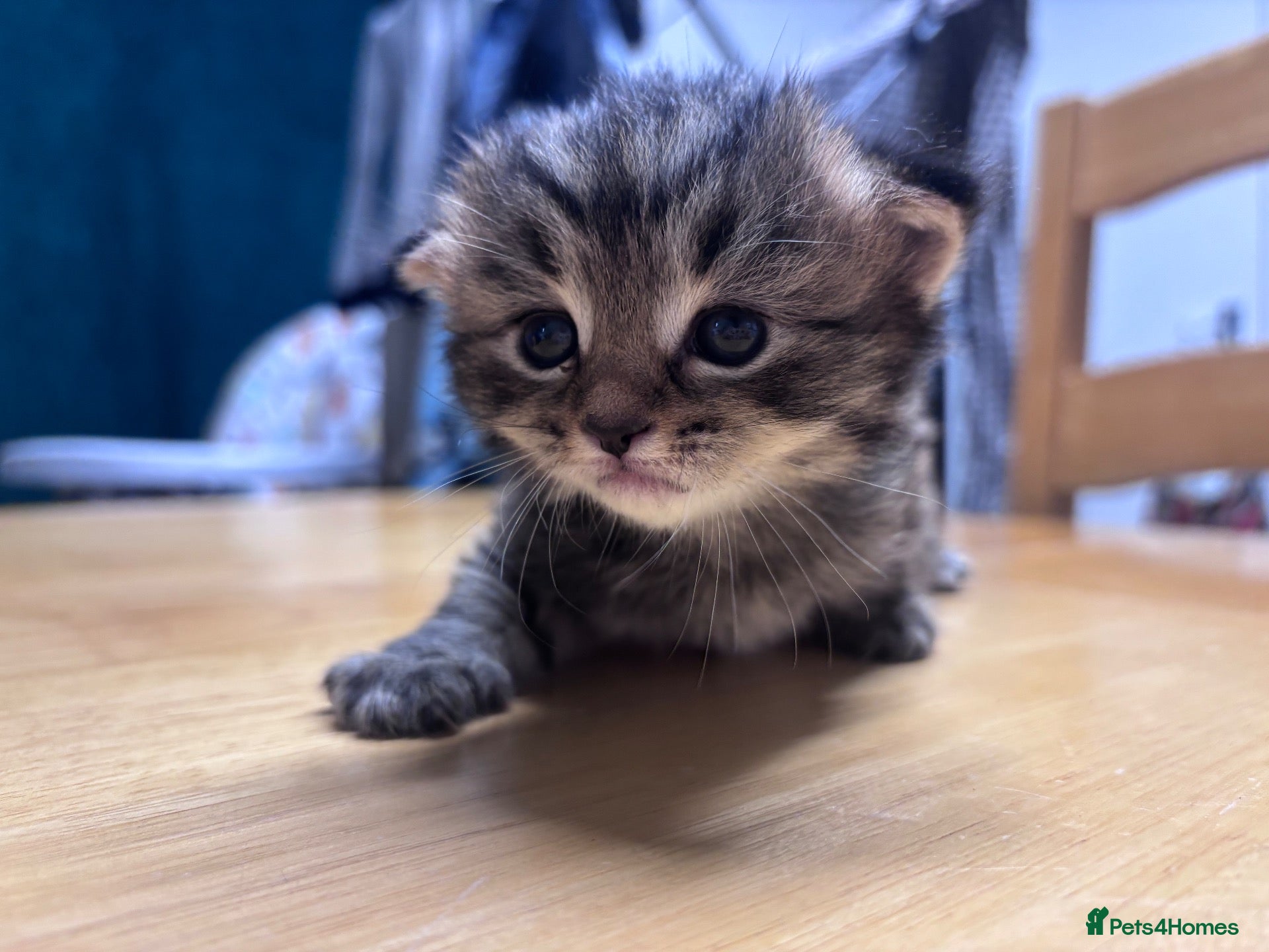 Mixed Breed cats Kitten for sale  - Advert 2