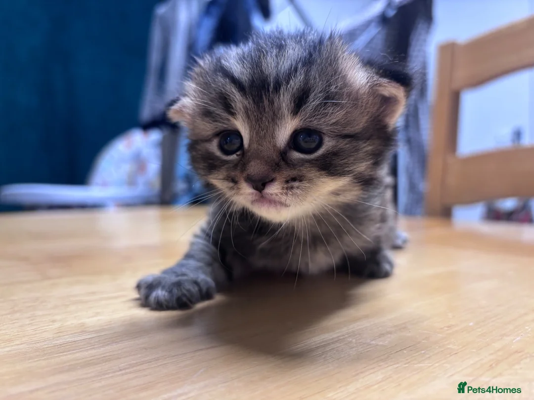 Mixed Breed cats for sale: Kitten for sale  - Advert 1