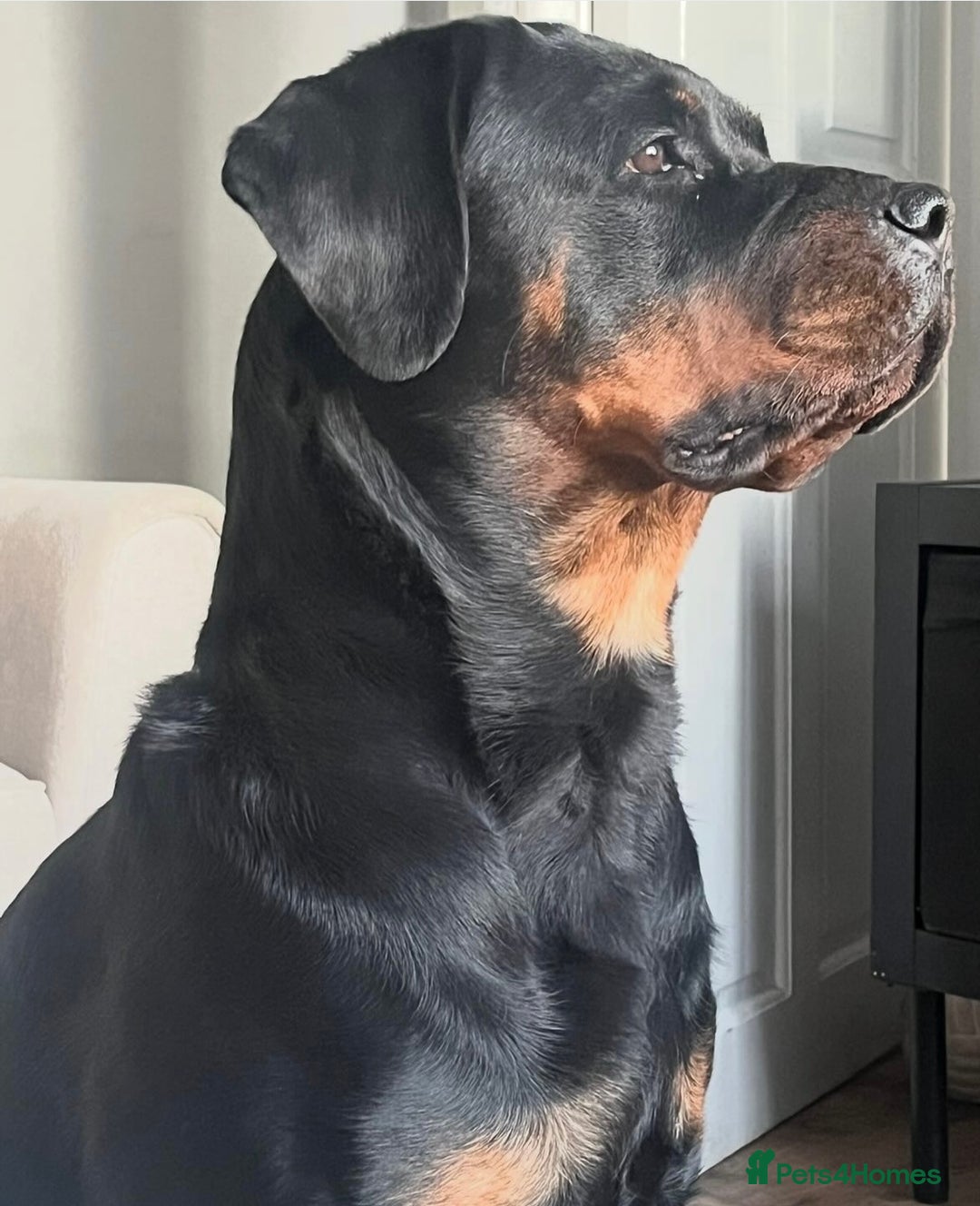 Rottweiler dogs for sale: Purebred Rottweiler Puppy – Ready for Loving Home - Advert 5