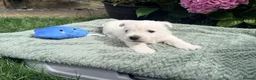 West Highland Terrier dogs for sale: Gorgeous West Highland Terriers in Tonbridge - Advert 10