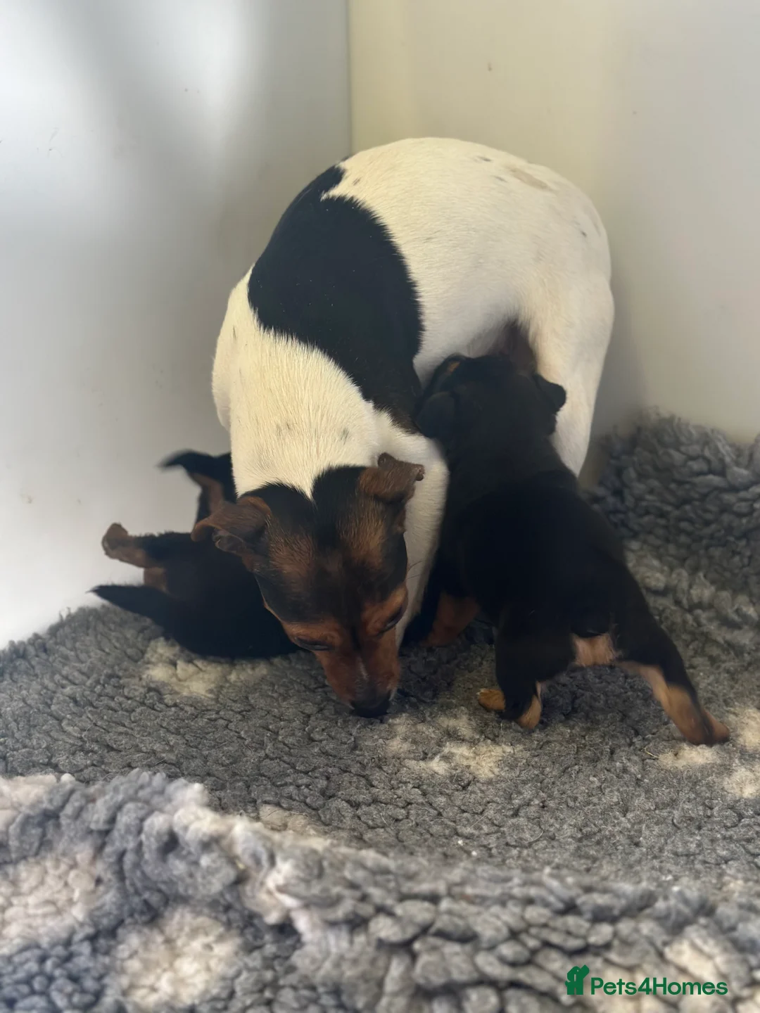 Jack Russell dogs for sale: Jack Russell puppies (mini, smooth, black & tan)  - Advert 7