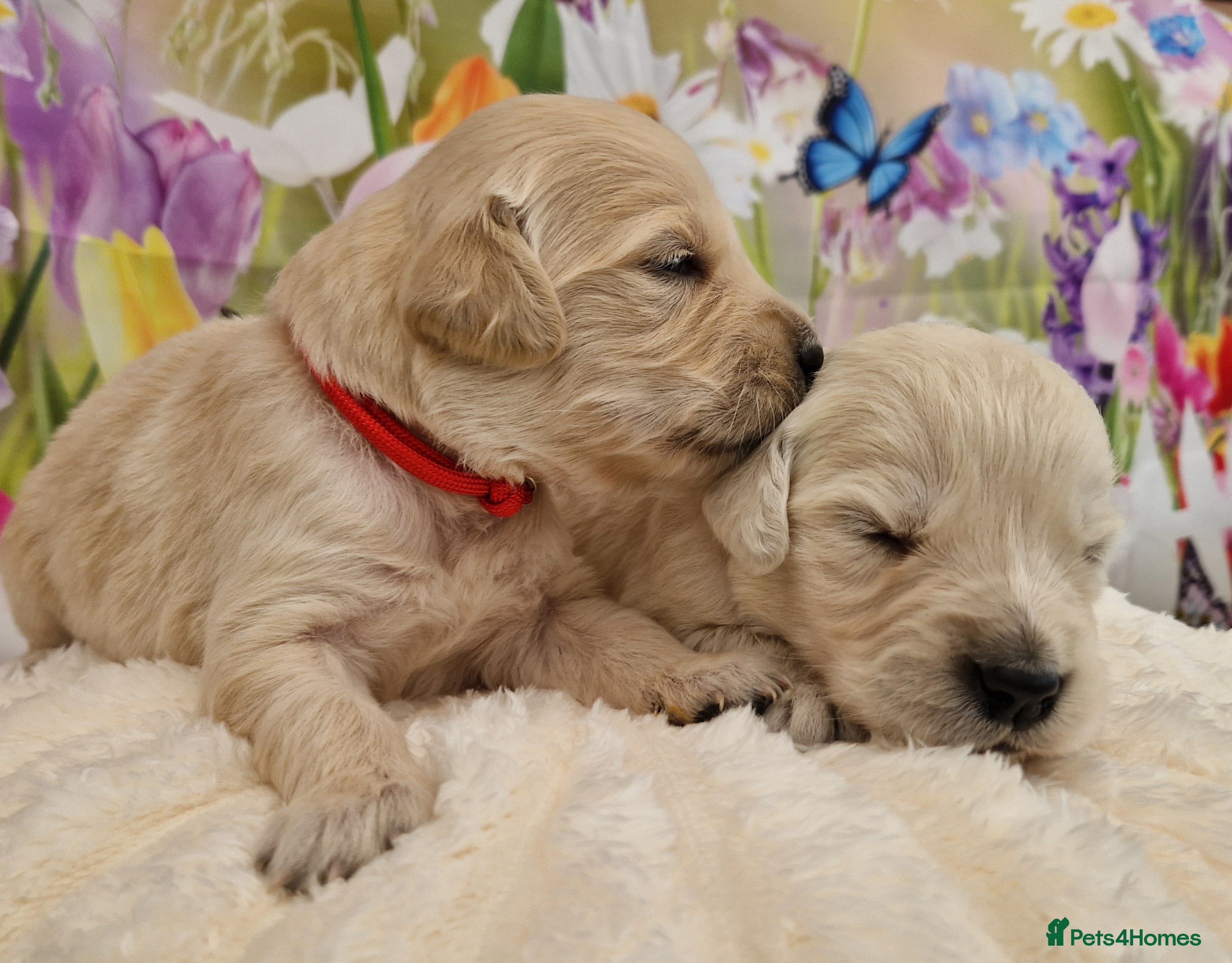 Golden Retriever dogs Pedigree show Golden retriever puppies - Advert 15