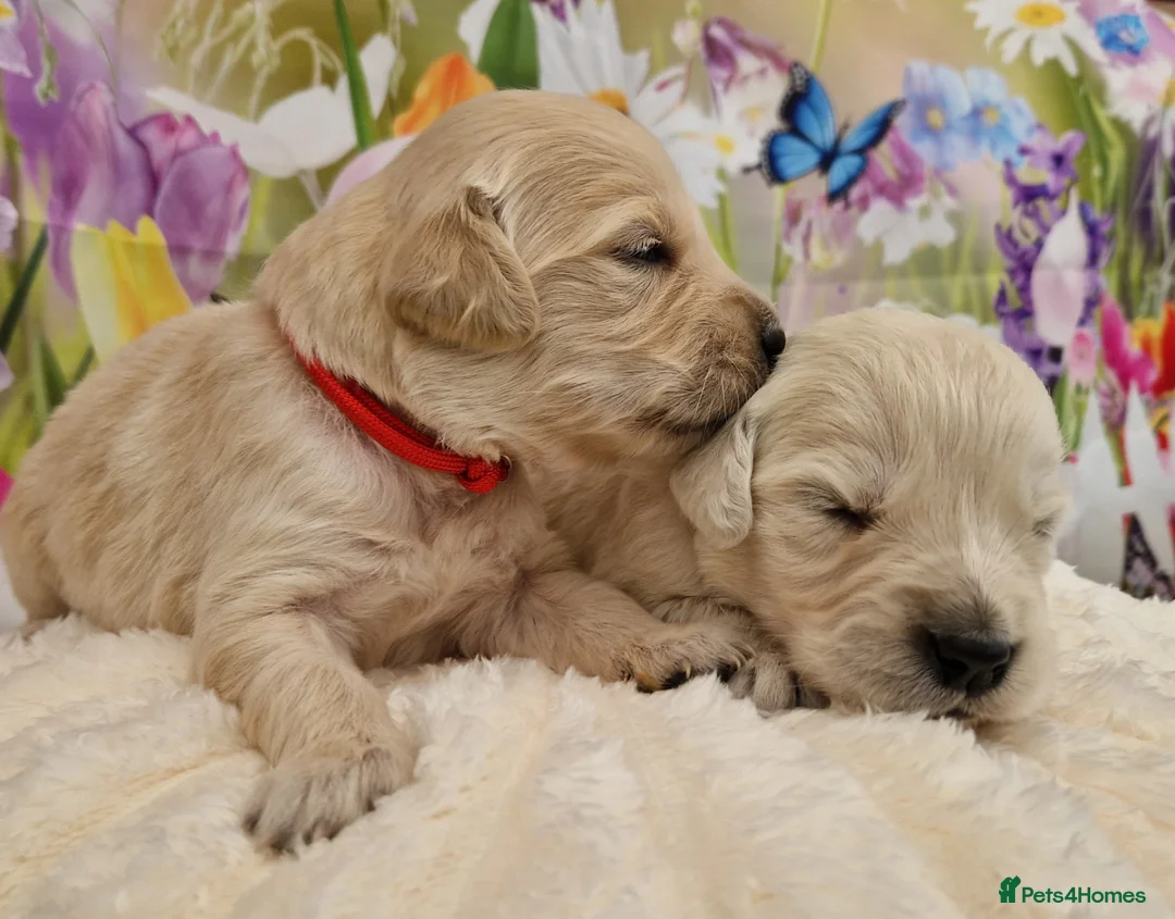 Golden Retriever dogs for sale: Pedigree show Golden retriever puppies - Advert 1