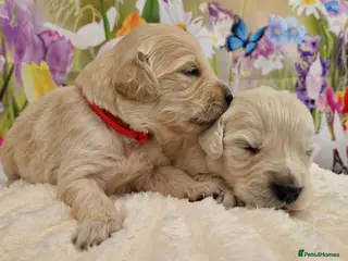 Golden Retriever dogs Pedigree show Golden retriever puppies - Advert 13