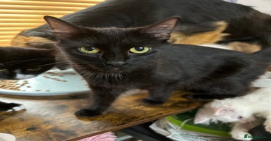 Mixed Breed cats - Advert 15