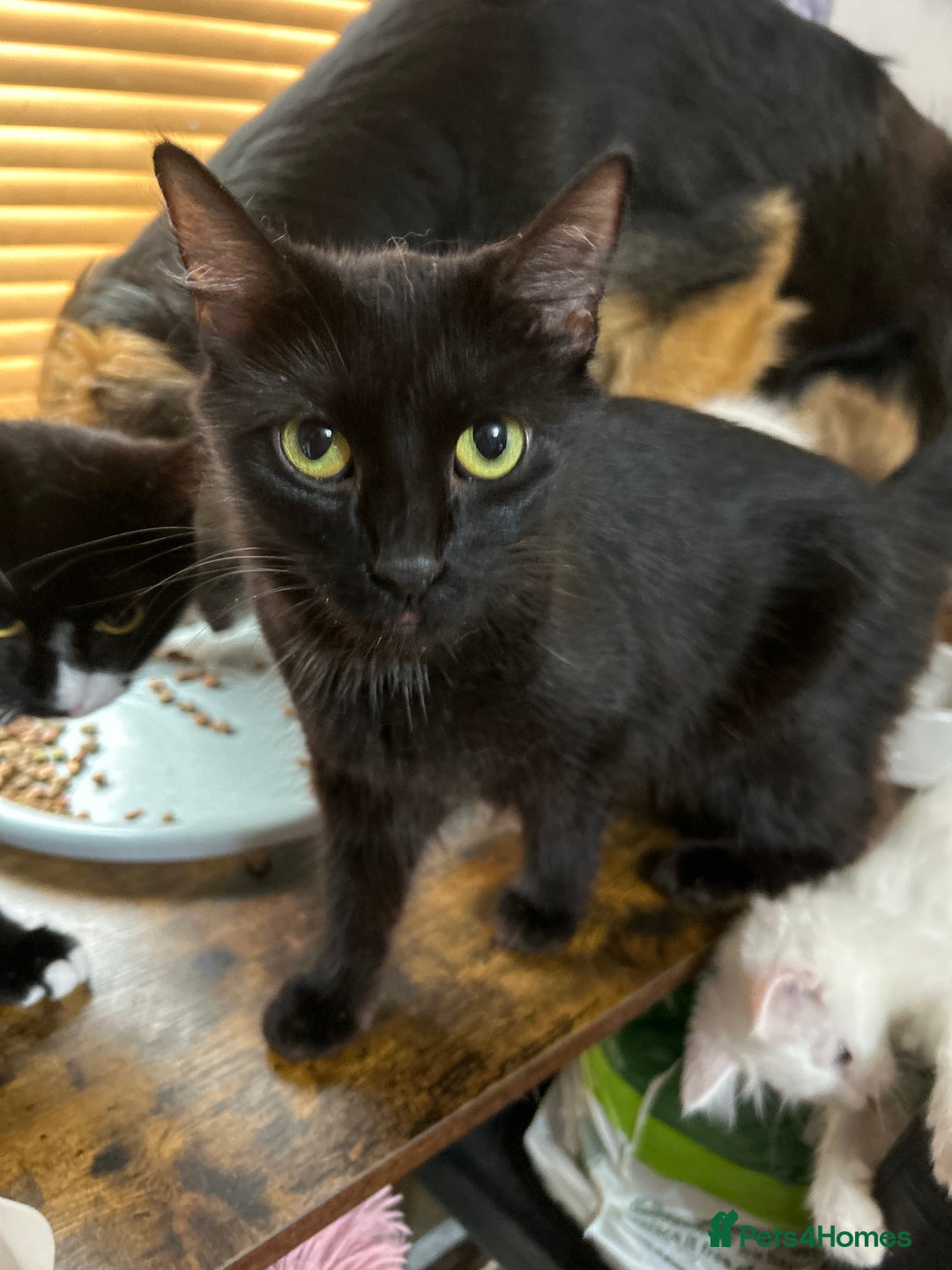 Norwegian Forest Cat cats for sale: 3 beautiful male all black kittens  - Image 4