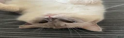 Ragdoll cats for sale: Gentle Lilac Point Female Ragdoll - Advert 3