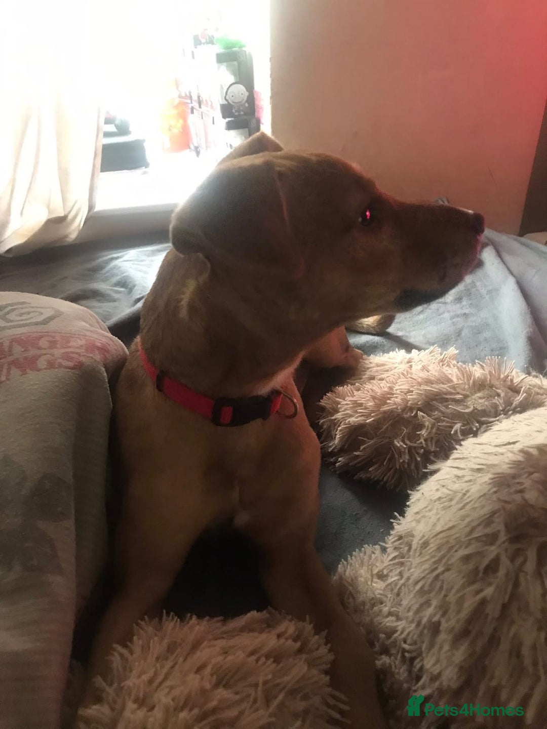 Mixed Breed dogs for sale: Alfie - Advert 22