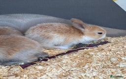 Mini Lop rabbits for sale: Mini Lops & Mini Lion Lops. Separate litters - Image 30
