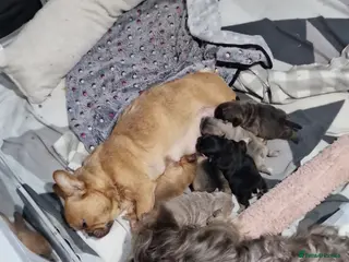 French Bulldog dogs Teddy Bear Floodle +Full Visual Fluffies - Advert 1