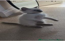 Ragdoll cats for sale: GCCF Registered Ragdoll Kittens Available! 🐾 in Taunton - Image 37