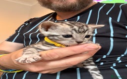 Bengal cats for sale: Beautiful Silver Bengal female - Tica optional  - Image 10