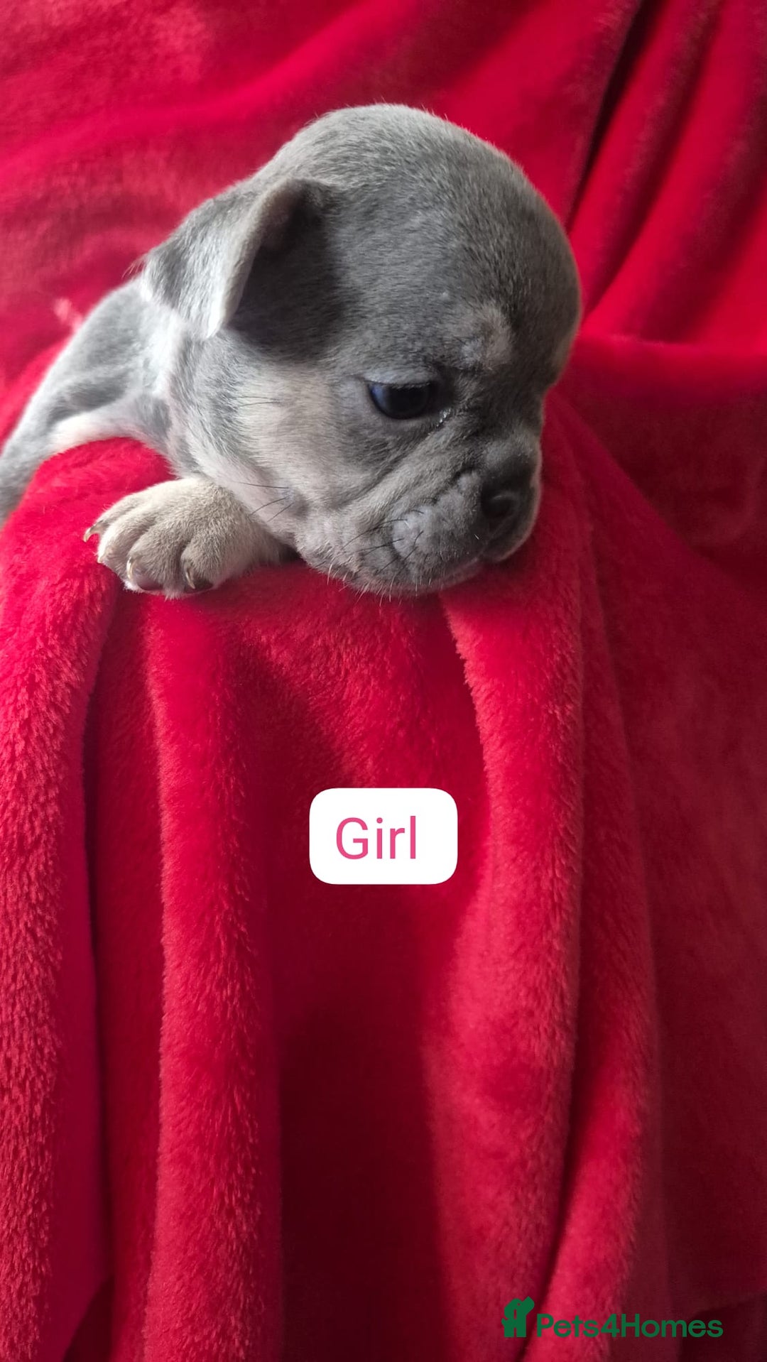 French Bulldog dogs for sale: French bulldog puppies  - Advert 7