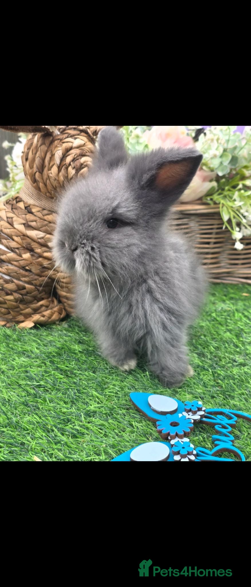 Lionhead rabbits Double Mained Lion BUCK READY - Advert 1