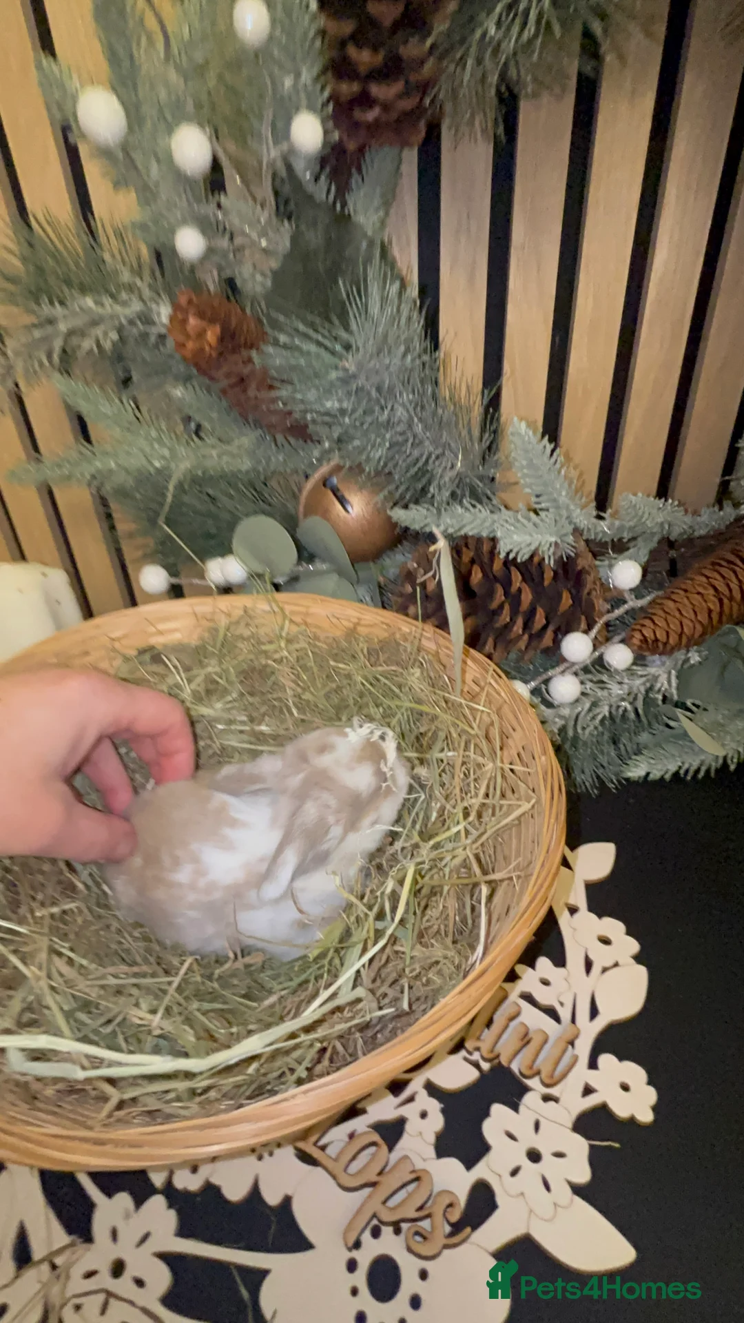 Mini Lop rabbits for sale: Pure Breed Mini Lop Butterfly new born bunnies  - Advert 20