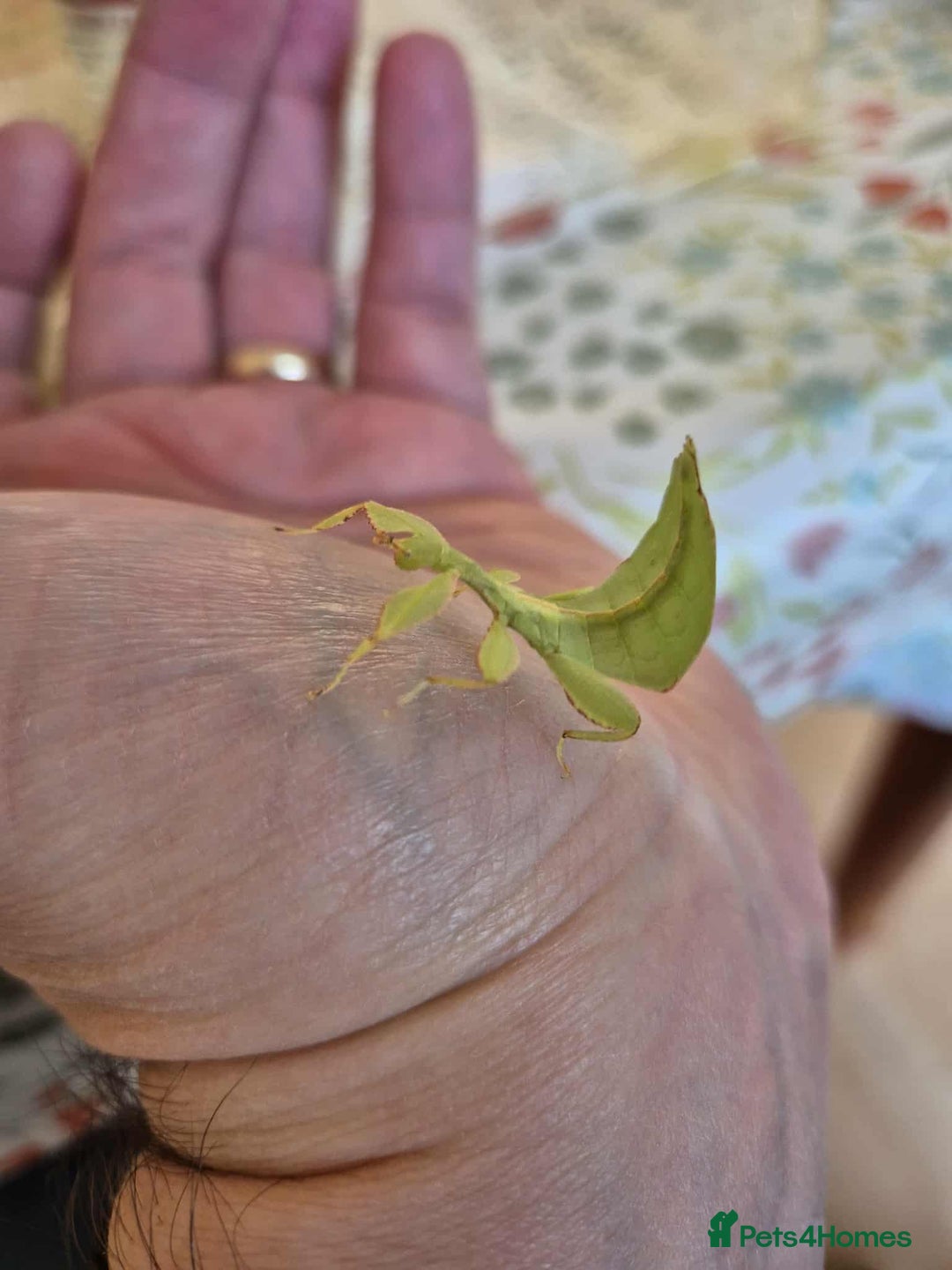 Stick Insects invertebrates for sale: Leaf insect nymphs (Phyllium philippicunum) - Image 2