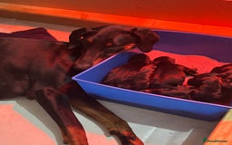 Dobermann dogs for sale: ⭐️DOBERMAN🐾PUPPIES⭐️🐶AVAILABLE🐾MID🐾SEPTEMBER🐶 - Image 10