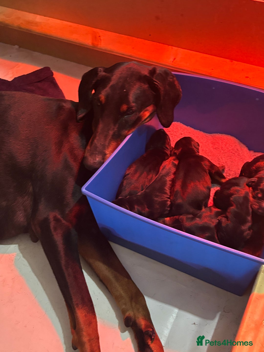 Dobermann dogs for sale: ⭐️DOBERMAN🐾PUPPIES⭐️🐶AVAILABLE🐾MID🐾SEPTEMBER🐶 - Image 10