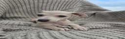 Mixed Breed dogs for sale: ALL SOLD-Italian Greyhound x Whippet - Advert 10