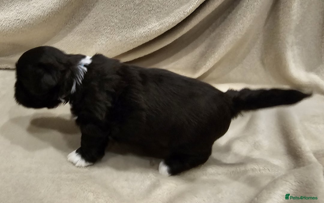 Lhasa Apso dogs for sale: Stunning pedigree Lhasa Apso Puppies - Advert 13