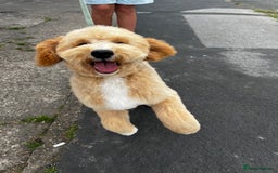Goldendoodle dogs for sale:   ✨ Adorable 7-Month-Old Female Goldendoodle ✨ - Image 1