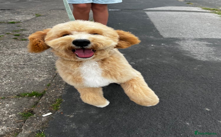 Goldendoodle dogs - Advert 1