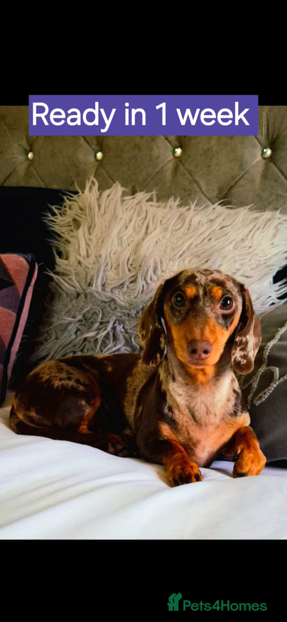 Miniature Dachshund dogs 🐾KC Silver Dapple - Elite Show Lines - 2.2% COI🐾 - Advert 1