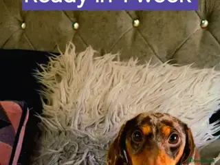 Miniature Dachshund dogs 🐾KC Silver Dapple - Elite Show Lines - 2.2% COI🐾 - Advert 4